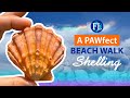 I Had The Beach To Myself Shelling Jupiter Island At Blowing Rocks