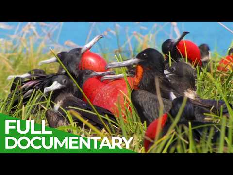 Nature's Greatest Talents: Matchmaking in the Wild