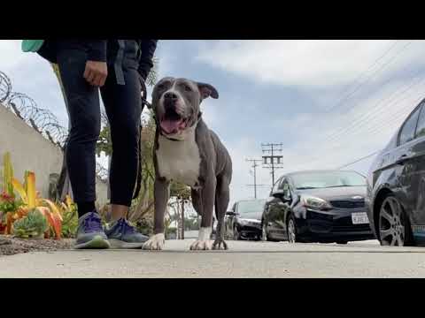Roy, an adopted Pit Bull Terrier Mix in Pasadena, CA_image-1