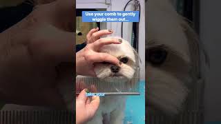 Just me #lovemud #doggroomingtips #dogs #howto #doglover #shihtzu #aginggracefully