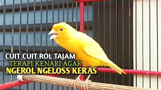 Download lagu kenari gacor panjang Cuit Cuit EMOSI, Pancingan Kenari Paud Belajar Bunyi, terapi AMPUH Kenari MACET mp3 Download lagu kenari gacor panjang Cuit Cuit EMOSI, Pancingan Kenari Paud Belajar Bunyi, terapi AMPUH Kenari MACET mp3