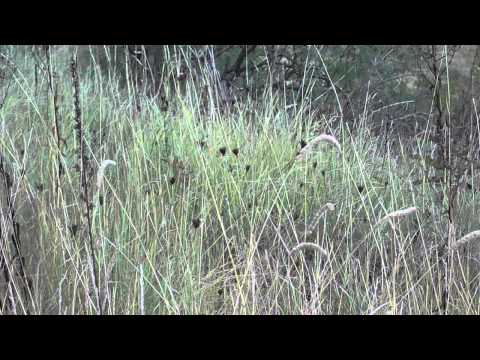 Comuna Valea Lungă, Jud  Alba 31 08 2013 part 10