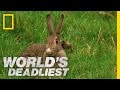 Stoat Hypnotizes Rabbit | World's Deadliest - Nat Geo WILD Stoat Hypnotizes Rabbit | World's Deadliest