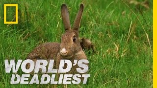 Stoat Hypnotizes Rabbit | World&#39;s Deadliest