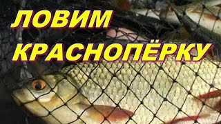 На что ловят красноперку летом