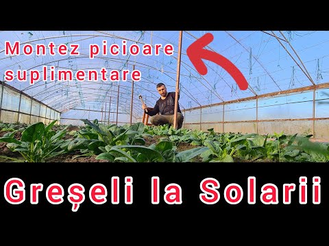 Greseli de evitat la construirea unui solar de legume
