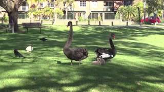 Courageous Black Swans frustrate a Raven attacking their cygnets