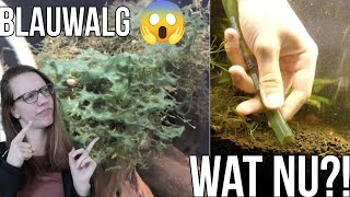 BLAUWALG BESTRIJDEN, STAPPENPLAN voor BEGINNERS! //Nickey//