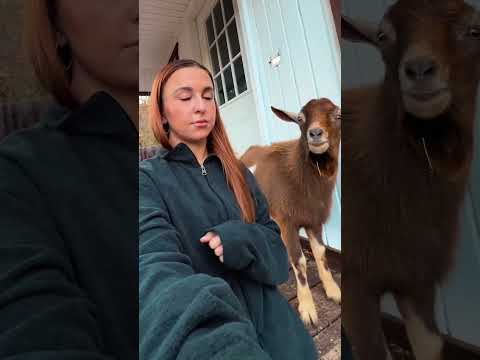 Des chèvres flirtent de manière hilarante avec une femme