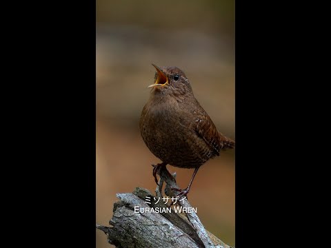 IUCN分類における絶滅の危険性を示す図。