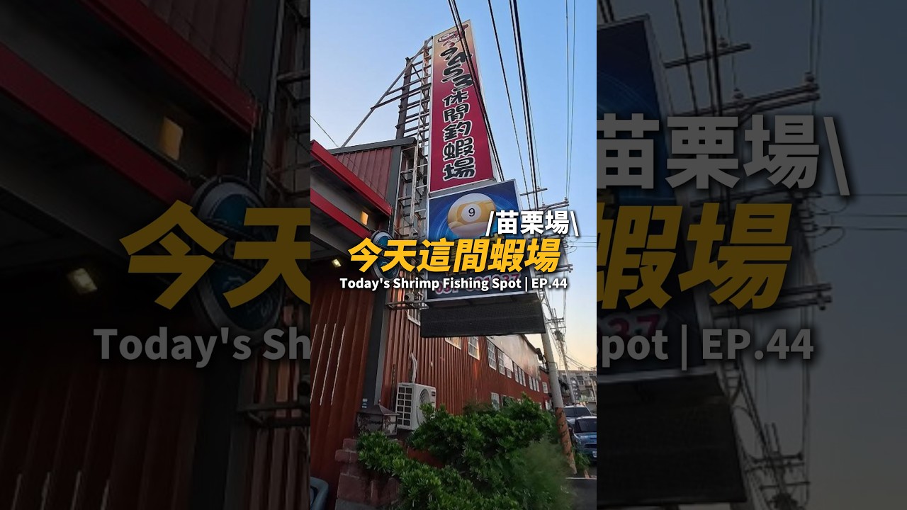今天這間蝦場EP.44【MLS蝦戰天下】#17shrimp #台湾のエビ釣り #shrimpfishing #새우낚시