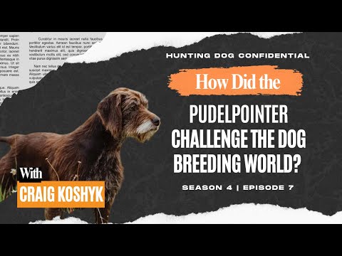 Pudelpointer: Der Hund, der die Zuchtwelt herausforderte