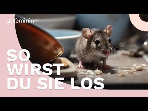 Wie man Mäuse erfolgreich aus dem Haus vertreibt