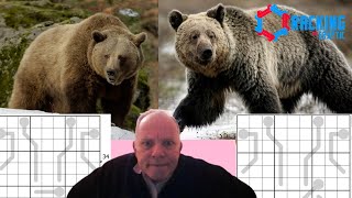 Which Bear is Best? You Decide