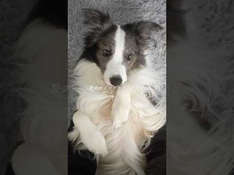 愛犬のメンテナンスの様子🫧