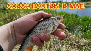 Все о ловля плотвы в мае на реке