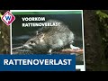 Nieuw soort val kan helpen om rattenplaag in Den Haag te beteugelen - OMROEP WEST