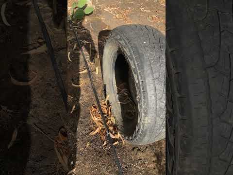 Fazenda produtora de leite em Estrela De Alagoas produz alimentos pro gado diminuindo os custos 