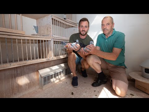 National WHZB/TBOTB/NPO winners 2022: 1st Ace Pigeon - Gerrit van der Linden, Mill