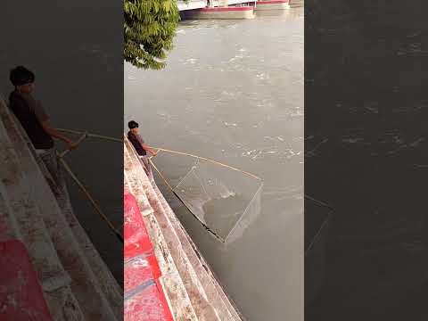 Sham bhi khoob hai ❣️🥰🥀 #koshibarrage #shatrudhan_isar #koshiriver #shorts