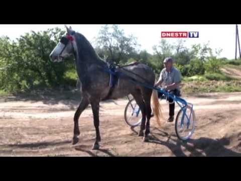 Анонс! 24 мая 2015г в с. Терновка пройдут рысистые бега . Начало в 12-00
