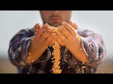 Growing and Harvesting Organic Corn