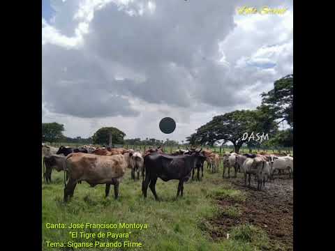 "SIGANSE PARANDO FIRME" Canta: José Francisco Montoya "El Tigre de Payara"