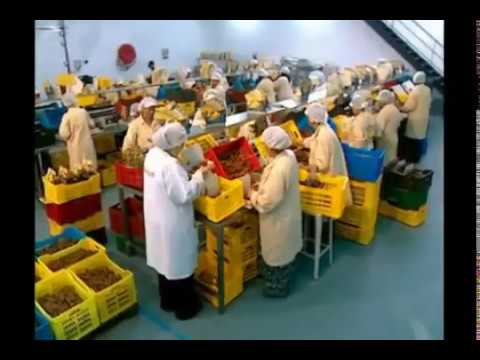 DATE FRUITS KHEJUR OF ARABIA DATE PALM CULTIVATION 2