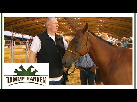 Extremely nervous stallion: Can Tamme calm him down? | Tamme Hanken | Kabel Eins