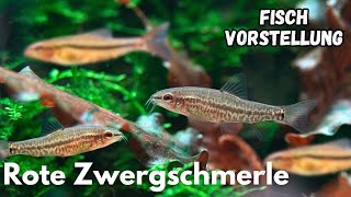 Rote Zwergschmerle - Physoschistura mango (Yunnanilus sp. Rosy) | Liquid Nature Fisch Vorstellung