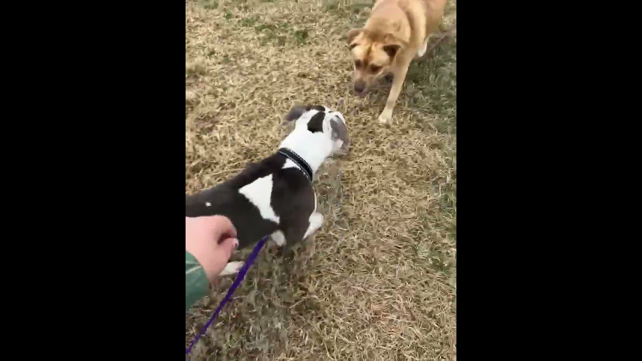 Tod, a Adoptable mixed breed in Dickinson, TX video 6/6