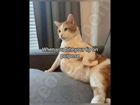 Why are you biting your lips #georgieebom #cat #funny #fyp #meme
