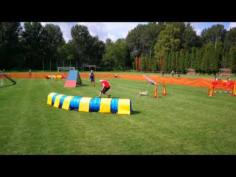 IX. Szigetköz Kupa - Dorka 1. futam A1 Agility