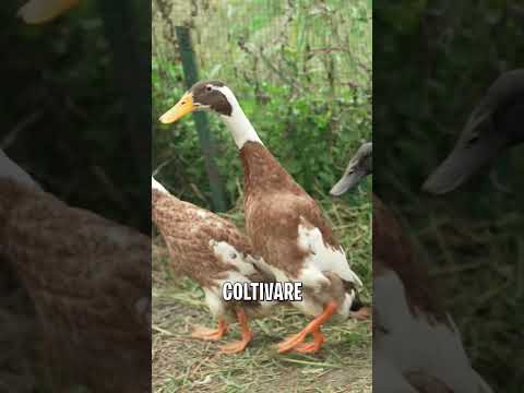 OCHE TAGLIAERBA e ANATRE ANTI-INSETTI #orto #animali #oche #anatre #natura