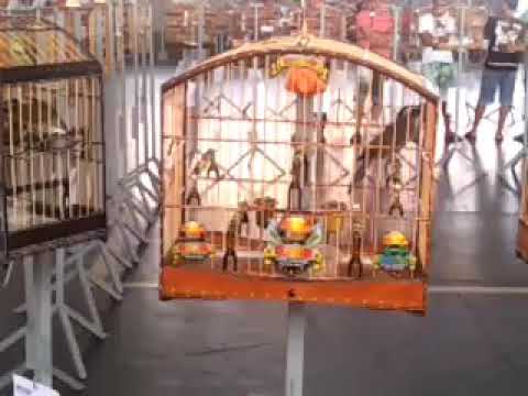 Lendário kalifórnia dando show