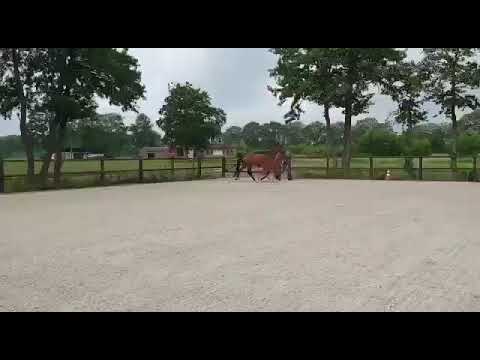 Rapture SSF Fynch Hatton x Franklin 2021 chestnut filly