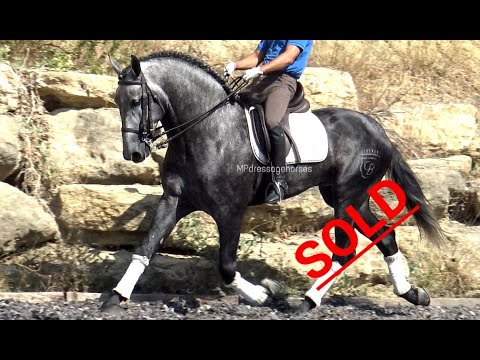 *SOLD* Baroque Andalusian PRE Stallion 2015 - 1.71 m | #MP266