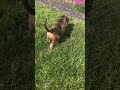 Miniature Dachshund dogs for sale: Piper - Video 1
