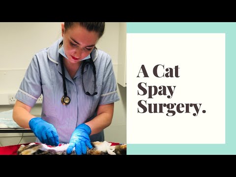 Come To Work With Me! A Cat Spay Surgery.