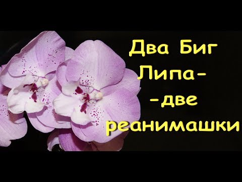 ОРХИДЕИ:снова в РЕАНИМАШКИ(пересадка ПРЕКРАСНЫХ розовых БигЛипов).Привет Ольге и ее семье!