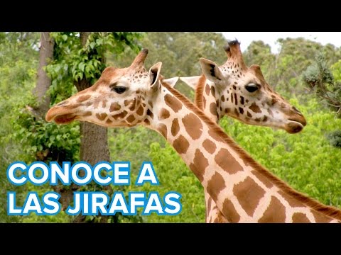 Cómo viven las jirafas | Vídeos de animales para niños