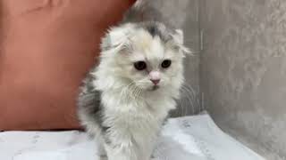 スコティッシュフォールドの動画01