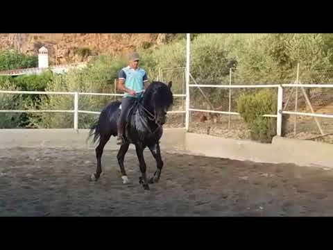 Faraon CLXXVIII - Mature high school schoolmaster PRE /affordableandalusianhorses.com/