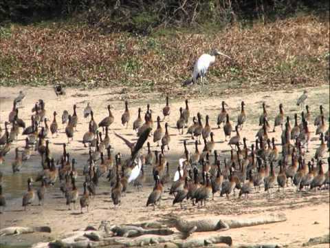 FG El Gabán Golillú - Ángel Custodio Loyola