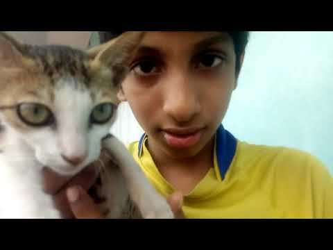 Talking about the cat 🐈