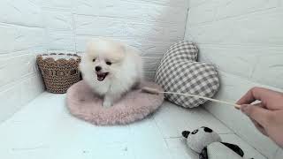 ポメラニアンの動画01