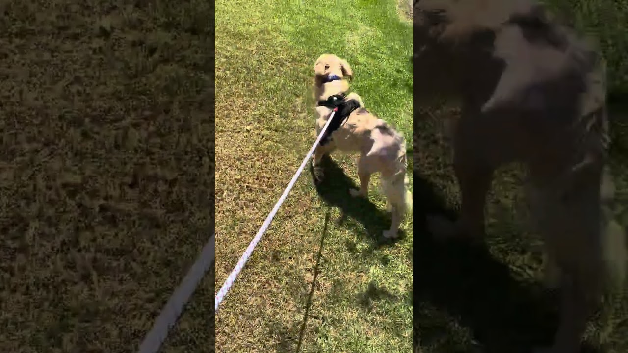 Enlarge Shawn, a ADOPTABLE mixed breed in Los Angeles, CA video 2/6