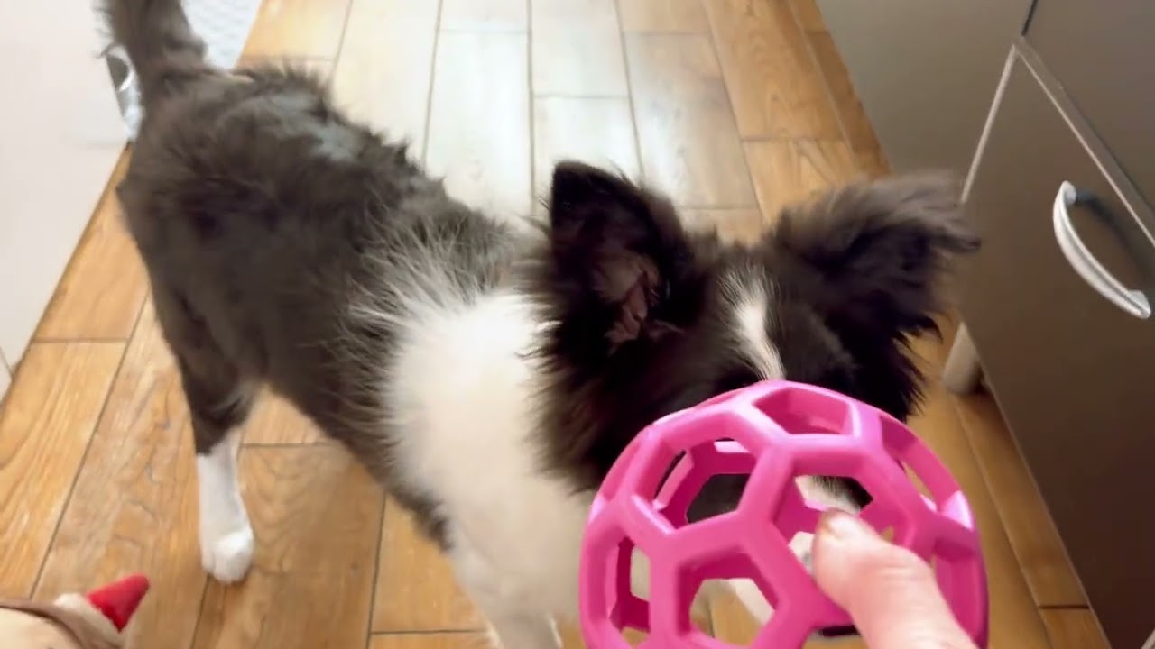 63才のインコブリーダーボーダーコリーを育てる