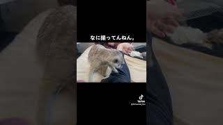 ミーアキャットと寝正月🎍 미어캣(meerkat)#shorts