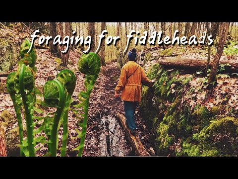 Foraging for Fiddlehead Ferns & Recipe 🌿 With Celtic Music🎻